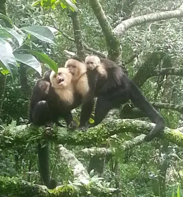 two chimpanzees are sitting on a tree branch at CASA GERANIOS STUDIO #3 in Monteverde Costa Rica