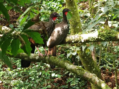 two birds are sitting on a tree branch at CASA GERANIOS STUDIO #3 in Monteverde Costa Rica