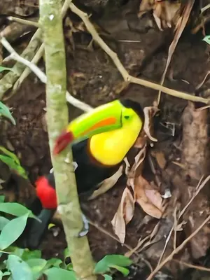 a yellow and black bird is sitting on a tree at CASA GERANIOS STUDIO #3 in Monteverde Costa Rica