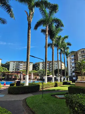 a group of palm trees next to a swimming pool at Family getaway, pool, beach and surf in Jacó