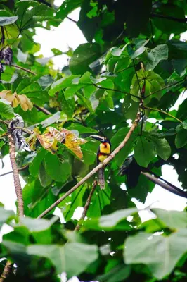 a bird sitting on a branch of a tree at Jungle Lodge at Wild Sun Rescue Center in Cabuya