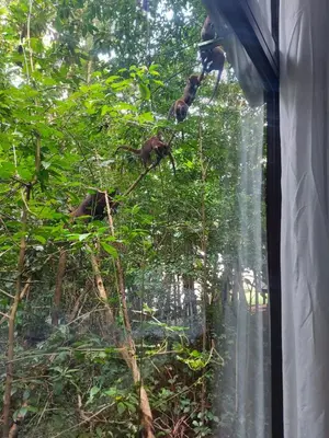 a window with a view of a tree at Jungle Living Tree Houses in Monteverde Costa Rica