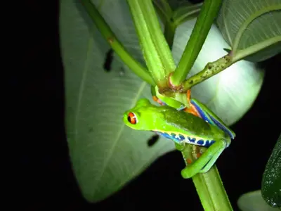 a green frog sitting on a green plant at Posada Río Celeste La Amistad in Rio Celeste