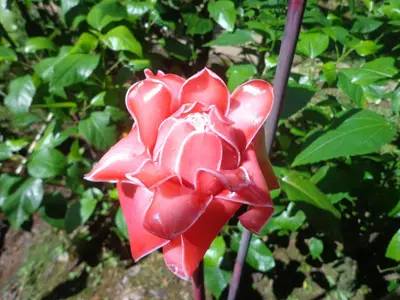 a red flower in front of a bush at Posada Río Celeste La Amistad in Rio Celeste