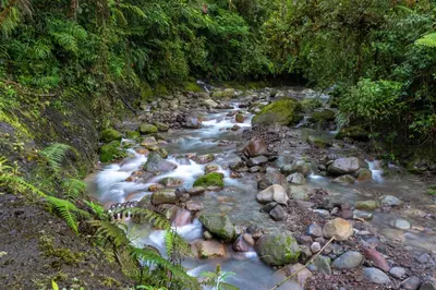 a river with rocks and trees in a forest at Calas Lodge in Bajos del Toro