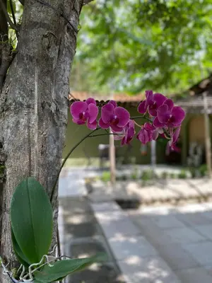 a purple flower is attached to a tree at Casas del Toro Playa Flamingo in Playa Flamingo