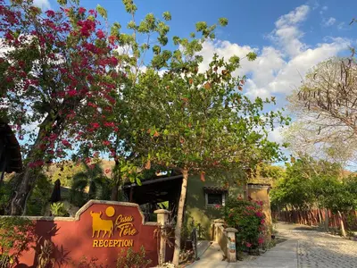 a building with a tree with flowers on it at Casas del Toro Playa Flamingo in Playa Flamingo