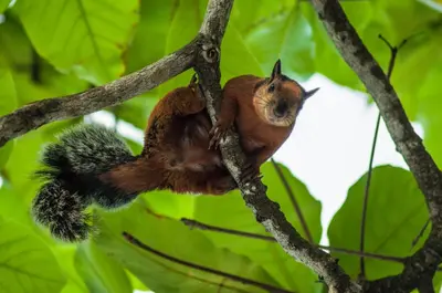 a squirrel is sitting on a tree branch at Villa Koi ~ Brand NEW Villa ~ 2 Bedrooms with Pool in Carmen