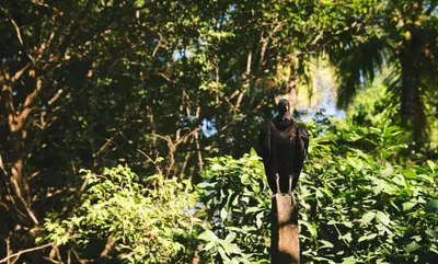 a black bird sitting on top of a pole at Villa Akari - Brand new 2bedrooms Villa with Pool in Carmen