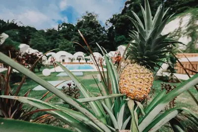 a pineapple on a plant in front of a pool at Igloo Beach Lodge in Manuel Antonio