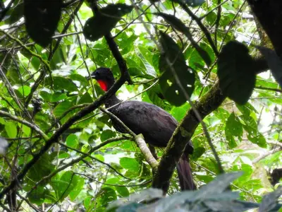 a bird sitting on a branch of a tree at Sangregado Lodge in Fortuna