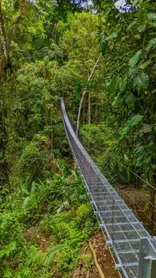 a suspension bridge in the jungle in the jungle at Lost Iguana Resort and Spa in Fortuna
