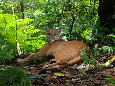 a cougar laying on the ground in the woods at Bella Vista Corcovado in Drake