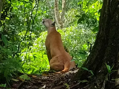 a animal sitting on the ground next to a tree at Bella Vista Corcovado in Drake
