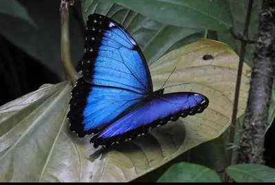 a blue butterfly sitting on a green leaf at Bella Vista Corcovado in Drake
