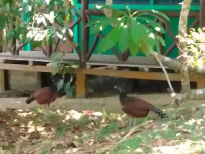 two birds standing in the grass near a bench at Bella Vista Corcovado in Drake