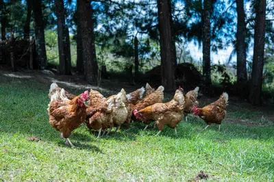 a group of chickens walking in the grass at Country house, Cozy Fireplace and an amazing view in Cartago