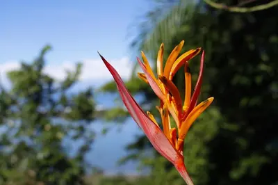 a close up of a red flower with trees in the background at El Paraiso Azul in Ojochal