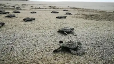 a group of turtles walking on a beach at COCO Beach Village in Matapalo