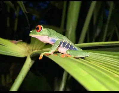 a green frog sitting on top of a green leaf at Cabinas ensueños in Tortuguero