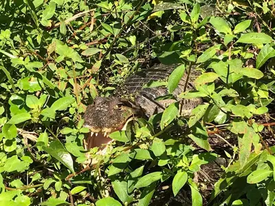 a alligator is hiding in the bushes at Cabinas ensueños in Tortuguero