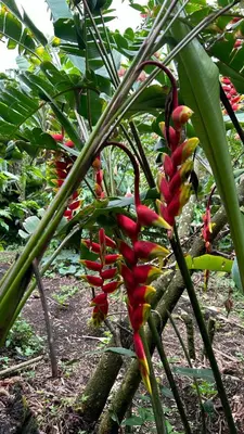 a red and yellow flower on a tree at Coffee House in Monteverde Costa Rica