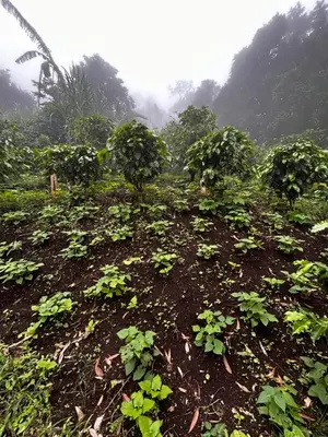 a field of plants with trees in the background at Coffee House in Monteverde Costa Rica