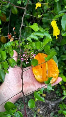a person holding a piece of an orange in a tree at Coffee House in Monteverde Costa Rica
