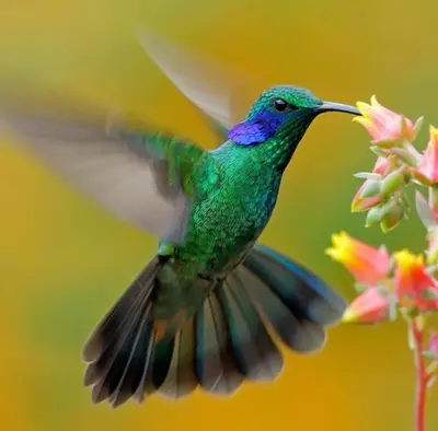 a humming bird is flying next to a flower at Private jungle “Loft del Rio” river access in Uvita