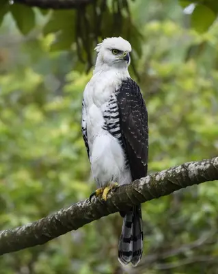 a bird is sitting on a tree branch at Granja los Campesinos in Monteverde Costa Rica