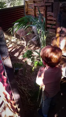 a little girl looking at a dog in a cage at Granja los Campesinos in Monteverde Costa Rica