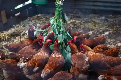 a group of chickens are standing in a barn at Granja los Campesinos in Monteverde Costa Rica
