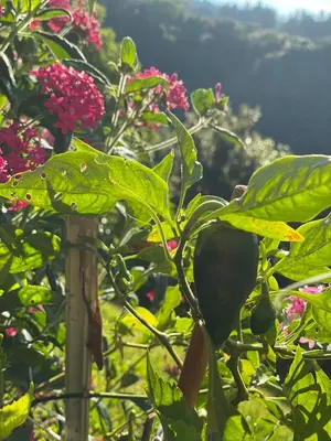a plant with green leaves and pink flowers at La Cabaña Poas in Poás