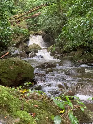 a stream of water with rocks in a forest at La Cabaña Poas in Poás