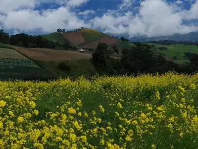 a field of yellow flowers in front of a hill at Casa Chicua in Sabanilla