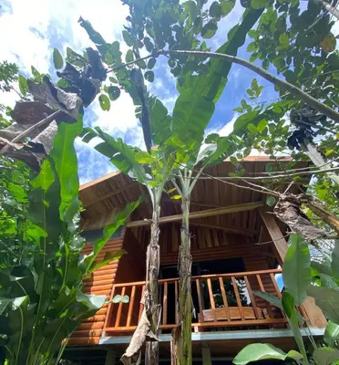 a banana tree in front of a building at Arenal Rústic Lodge in Fortuna