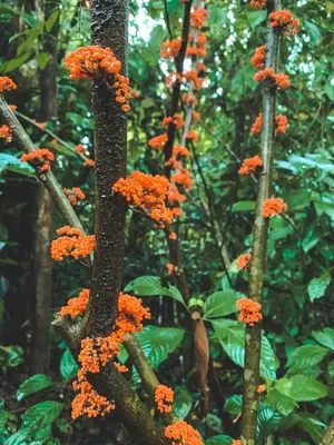Gallery image of Oski Lodge, Rain Forest Rincón de la Vieja in Upala