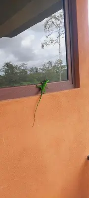 a green lizard sitting on the side of a window at Green Leaf House in Fortuna