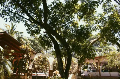 a large tree in front of a building at Hacienda Escondida 10min to Airport in Alajuela City