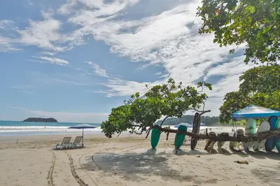 a beach with a tree with surfboards on it at Hotel Verde Mar Direct Beach Access in Manuel Antonio