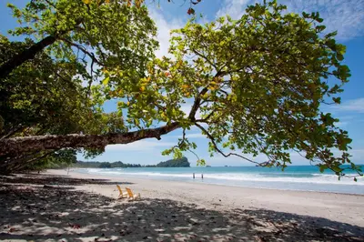 a tree on a beach with people in the water at Karahe Beach Hotel in Manuel Antonio