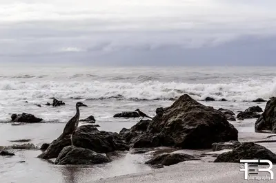 two birds are sitting on rocks on the beach at Hotel Aurora in Montezuma