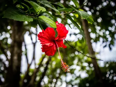 a red flower is hanging from a tree at Hotel Aurora in Montezuma