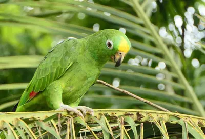 a green parrot sitting on top of a plant at Cabaña ITZE in Fortuna