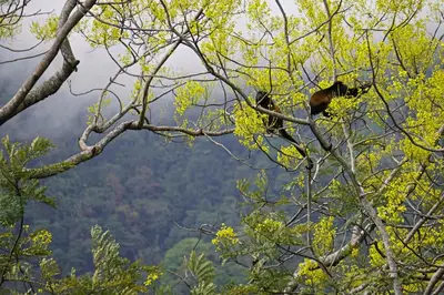a bear is sitting in a tree at Stunning Casa de la Roca House with Infinity Pool! in Ojochal