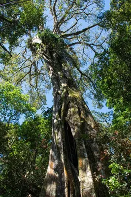 a tall tree in the middle of a forest at Green Habitat in Monteverde Costa Rica