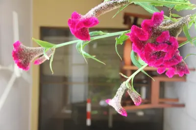 a bunch of pink flowers on a branch at Centro Vacacional Bancosta in Jacó