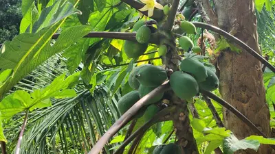 a bunch of green bananas hanging from a tree at Hotel LUZ de LUNA Bahía Ballena in Uvita