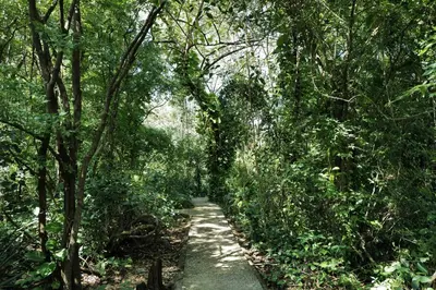 a path in the middle of a forest with trees at Mundo Milo Eco Lodge in Playa Junquillal