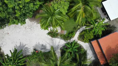 an overhead view of a garden with palm trees at DS House in Cabuya
